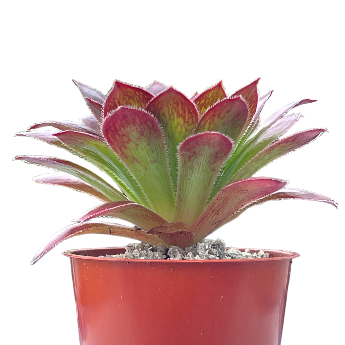 Aeonium 'Black Magic'