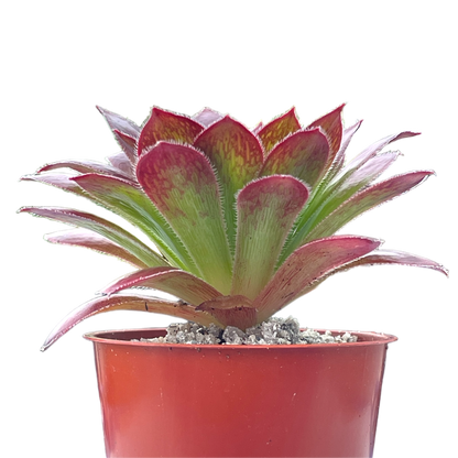 Aeonium 'Black Magic'