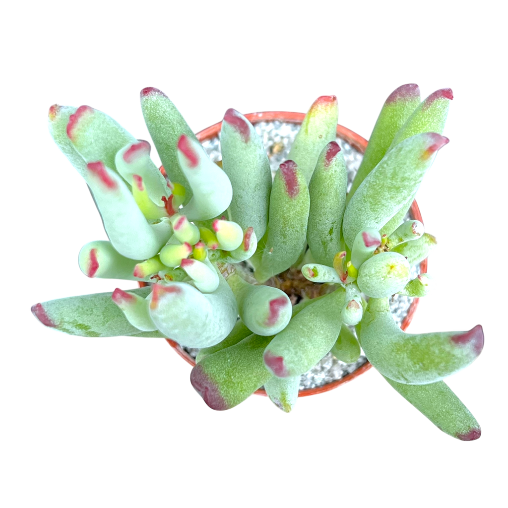 Cotyledon orbiculata var. flanaganii