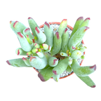 Cotyledon orbiculata var. flanaganii