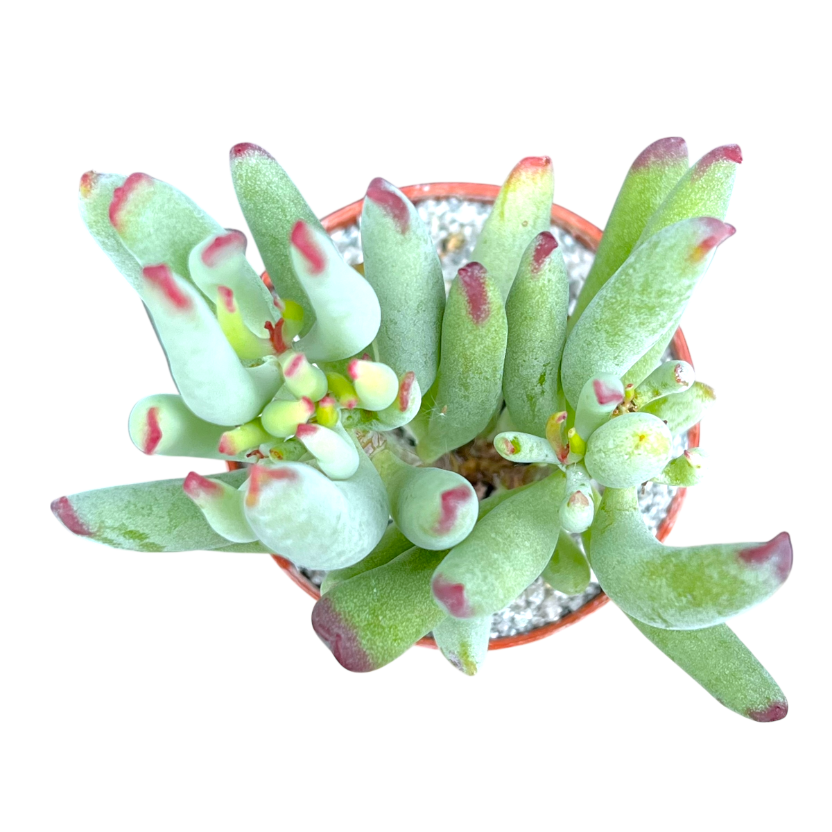 Cotyledon orbiculata var. flanaganii