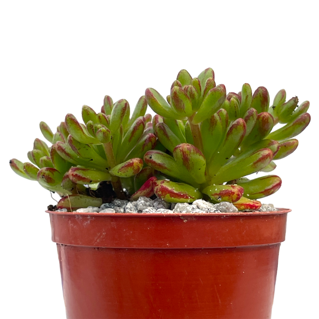 Aeonium sedifolium