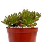 Aeonium sedifolium