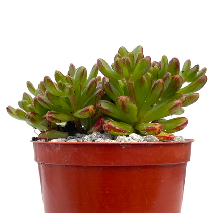 Aeonium sedifolium