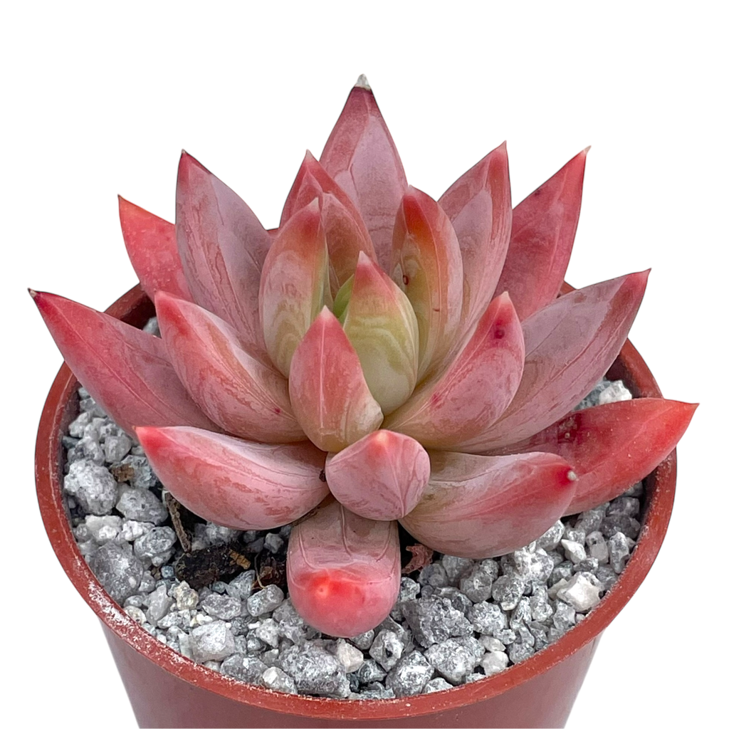 x Pachyveria 'Tuatara'