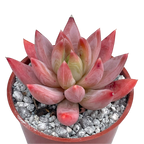 x Pachyveria 'Tuatara'