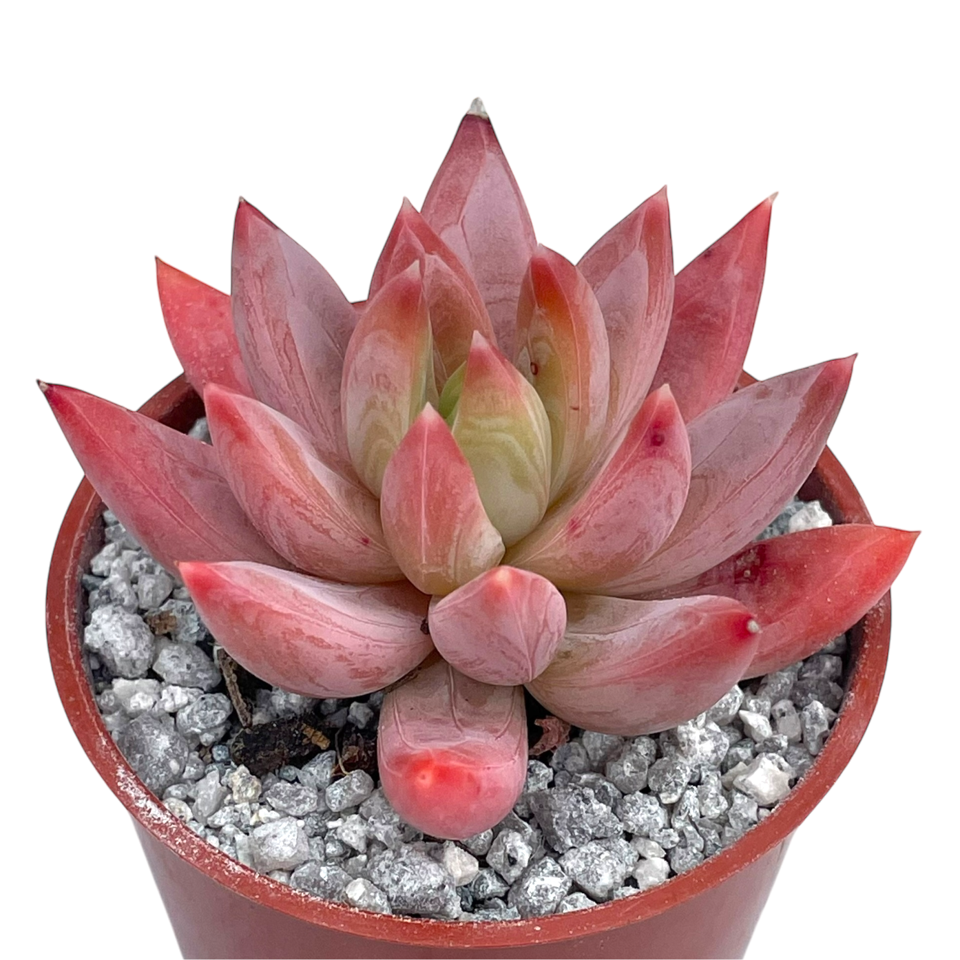 x Pachyveria 'Tuatara'