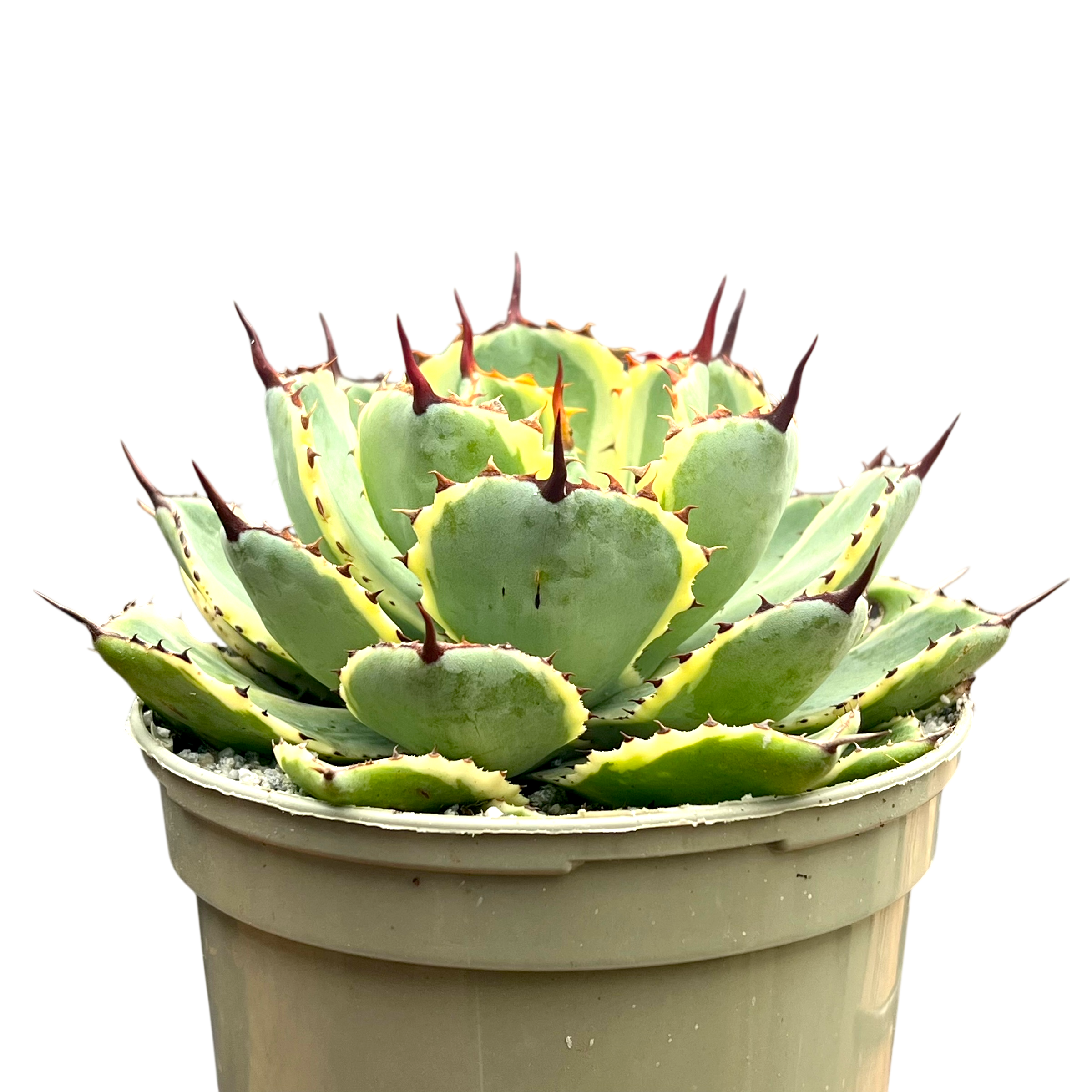 アガベ ポタトラム '吉祥冠' – Surreal Succulents アガベ ポタトラム '吉祥冠' – Surreal Succulents