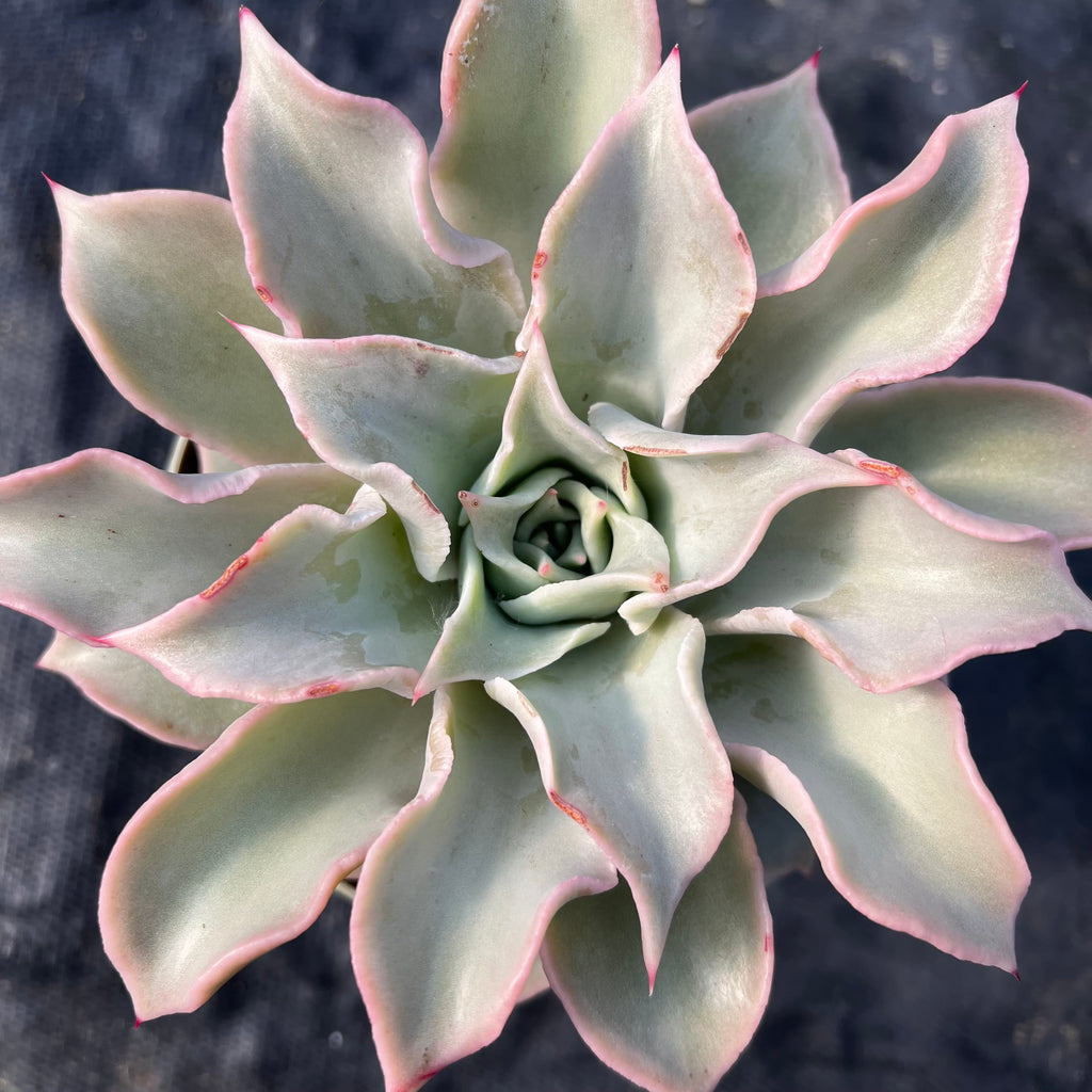 Echeveria 'Madiba'