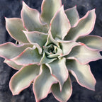 Echeveria 'Madiba'