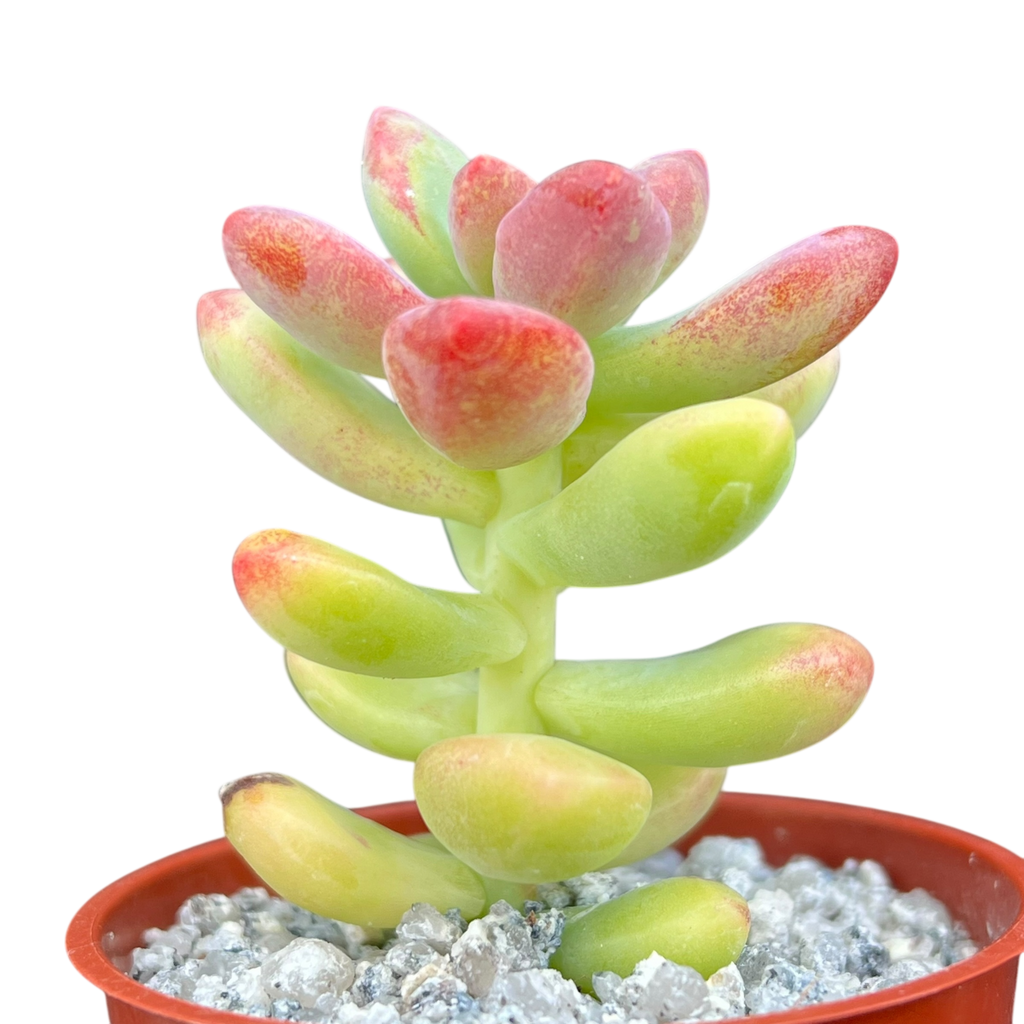 Sedum 'Sandra Mottram'