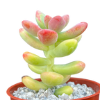 Sedum 'Sandra Mottram'