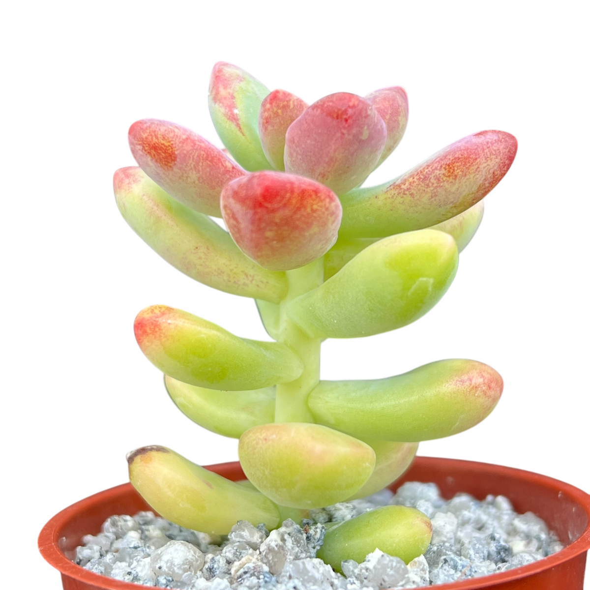 Sedum 'Sandra Mottram'