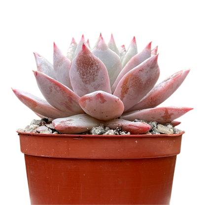 Echeveria 'Blue Bird'