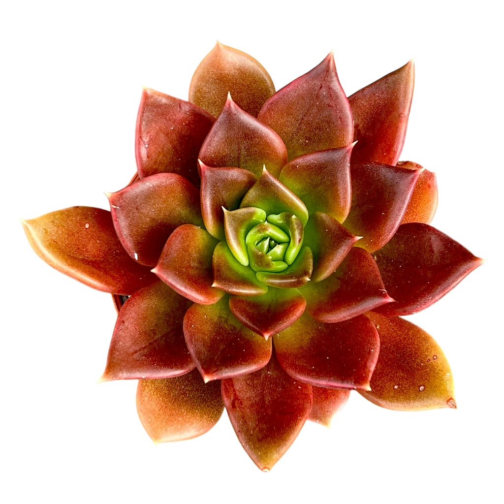 Echeveria 'Black Prince'
