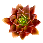 Echeveria 'Black Prince'