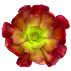 x Semponium 'Darwin'