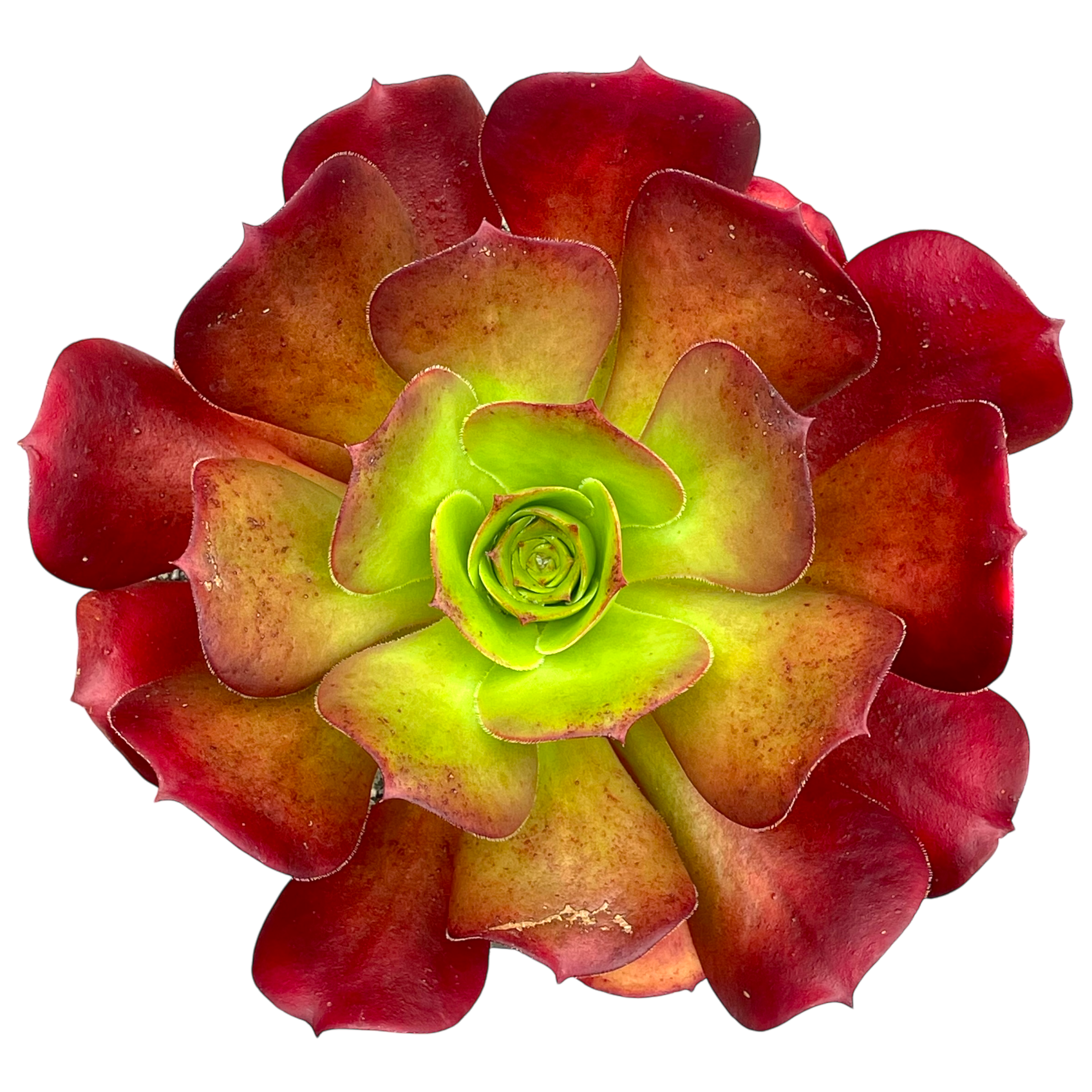 x Semponium 'Darwin'