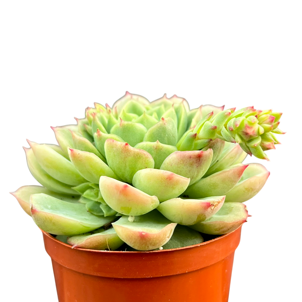 Echeveria 'Lime 'n' Chili'