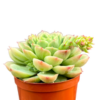 Echeveria 'Lime 'n' Chili'