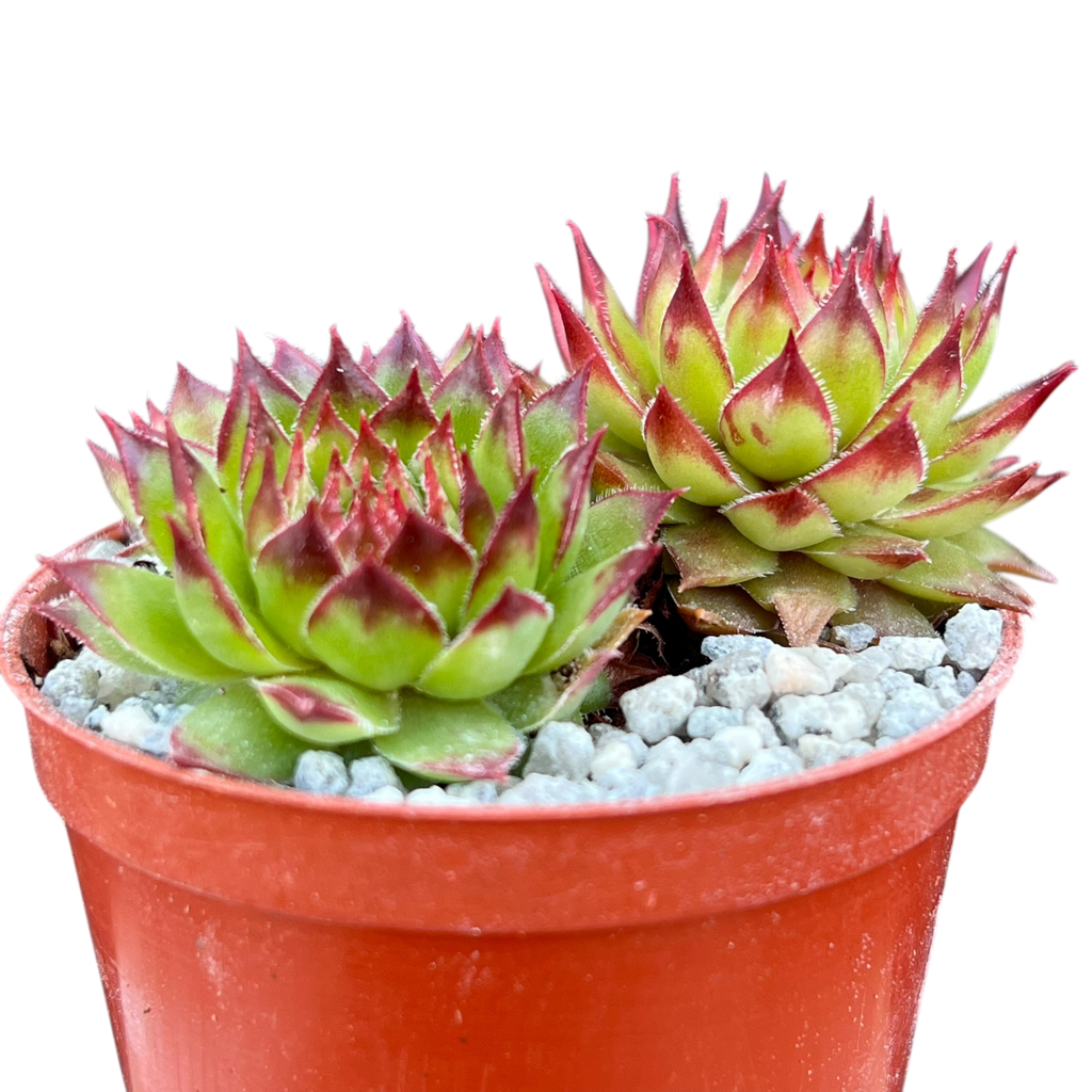 Sempervivum 'Bronco'