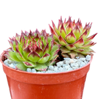 Sempervivum 'Bronco'