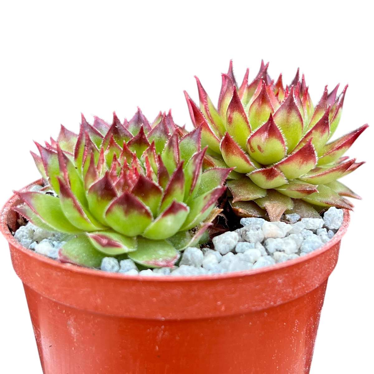 Sempervivum 'Bronco'