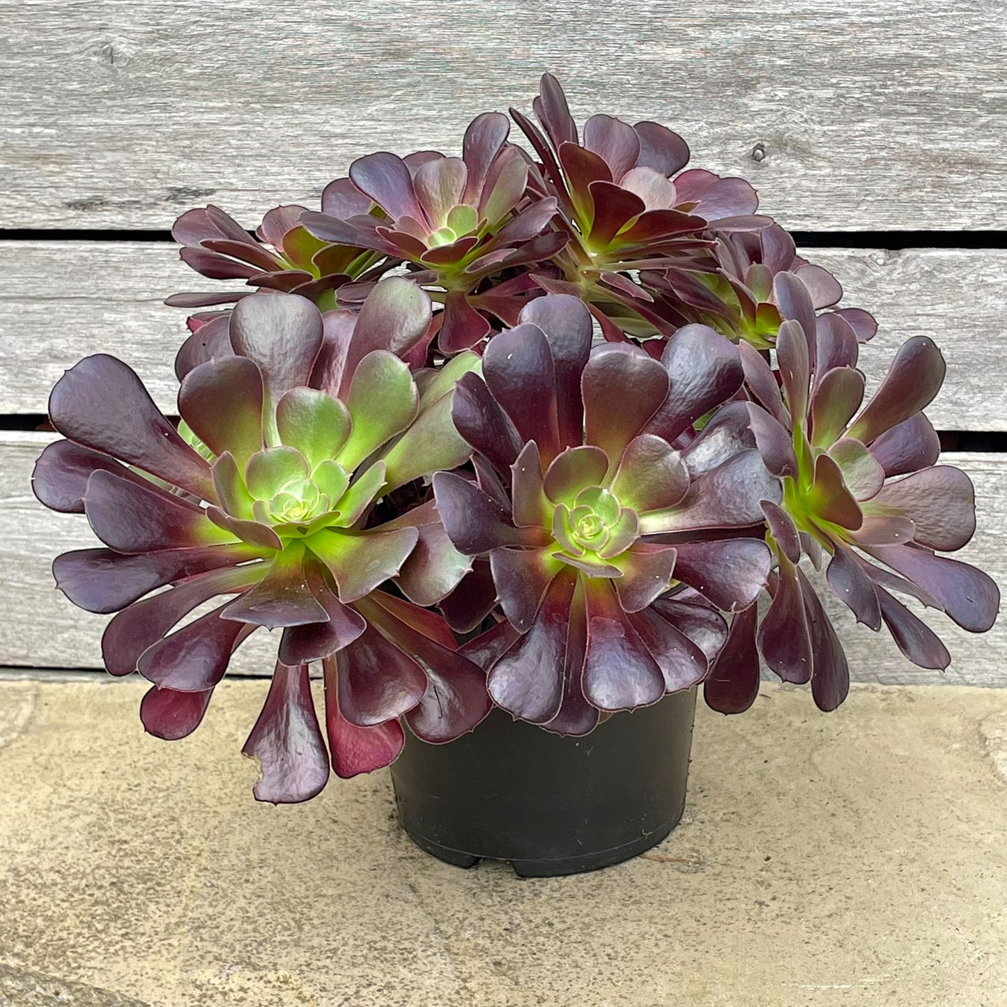 Aeonium 'Velour'