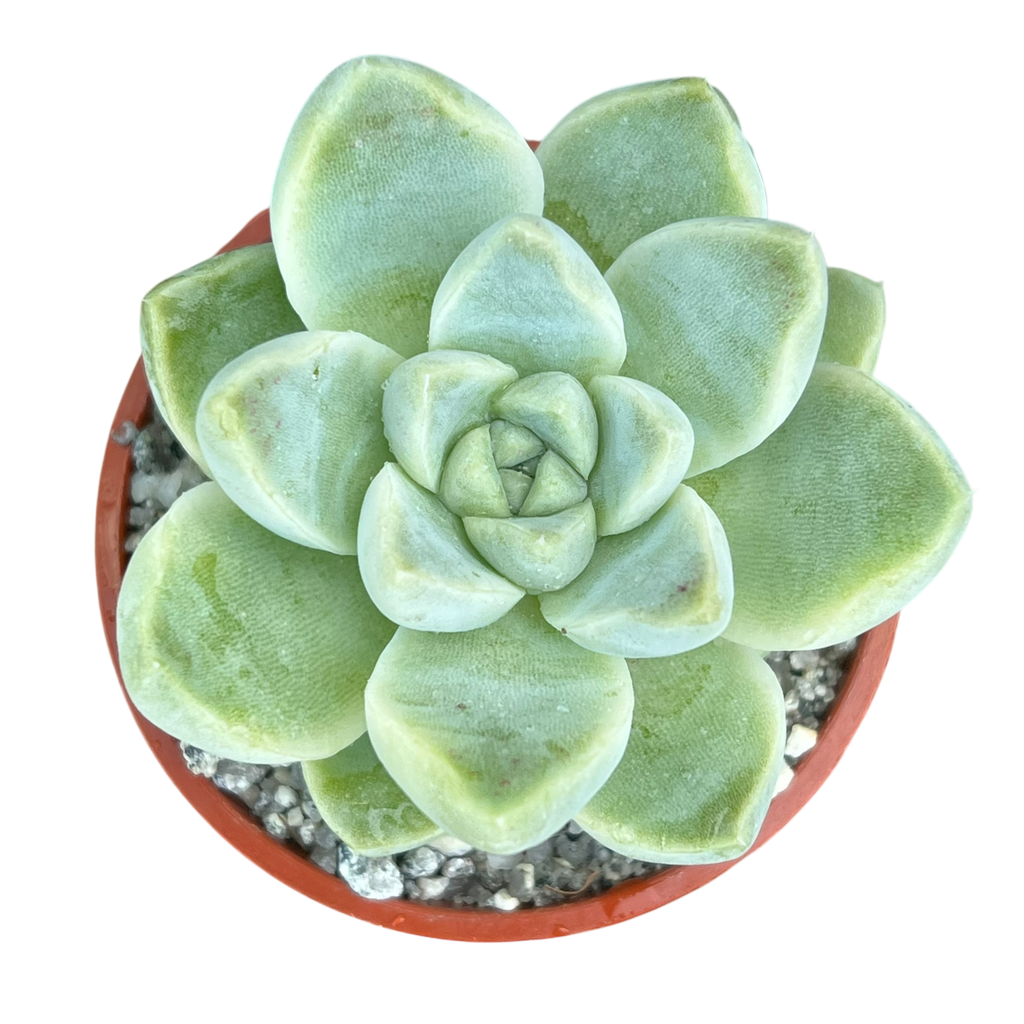 Echeveria albicans