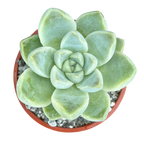 Echeveria albicans
