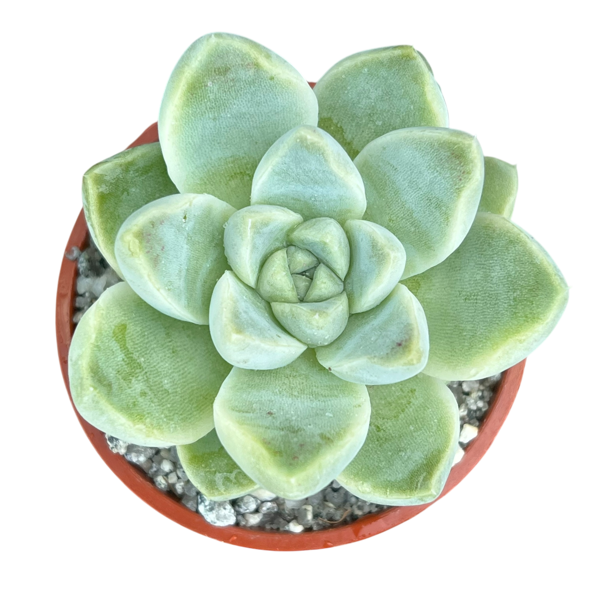 Echeveria albicans