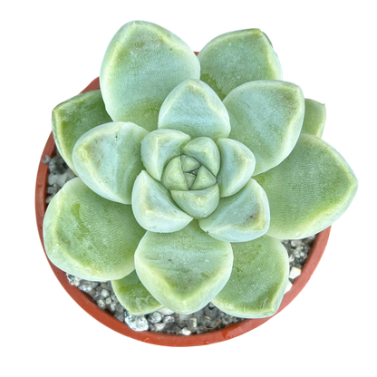 Echeveria albicans