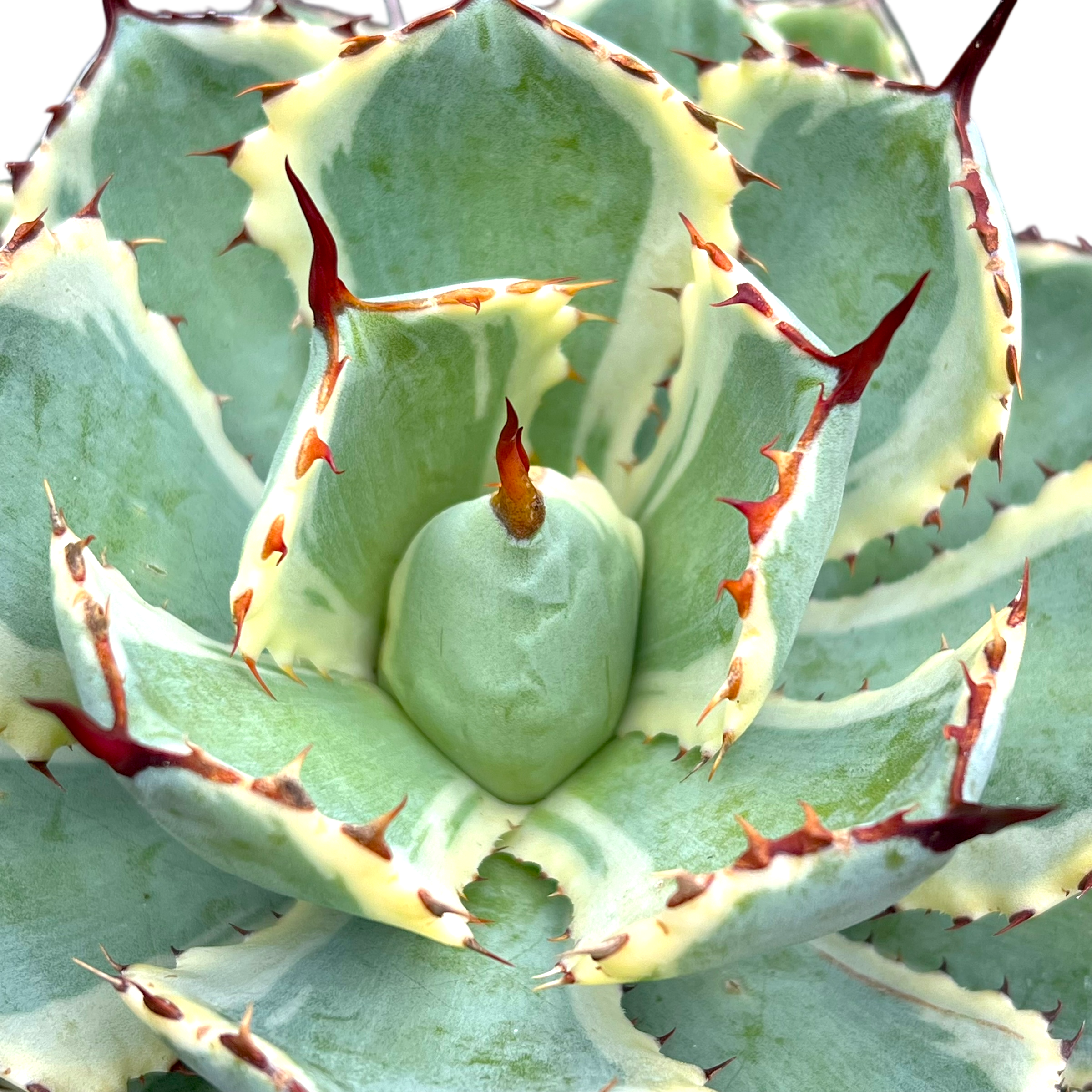 アガベ ポタトラム '吉祥冠' – Surreal Succulents アガベ ポタトラム '吉祥冠' – Surreal Succulents