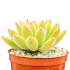 Echeveria 'Set-Oliver'