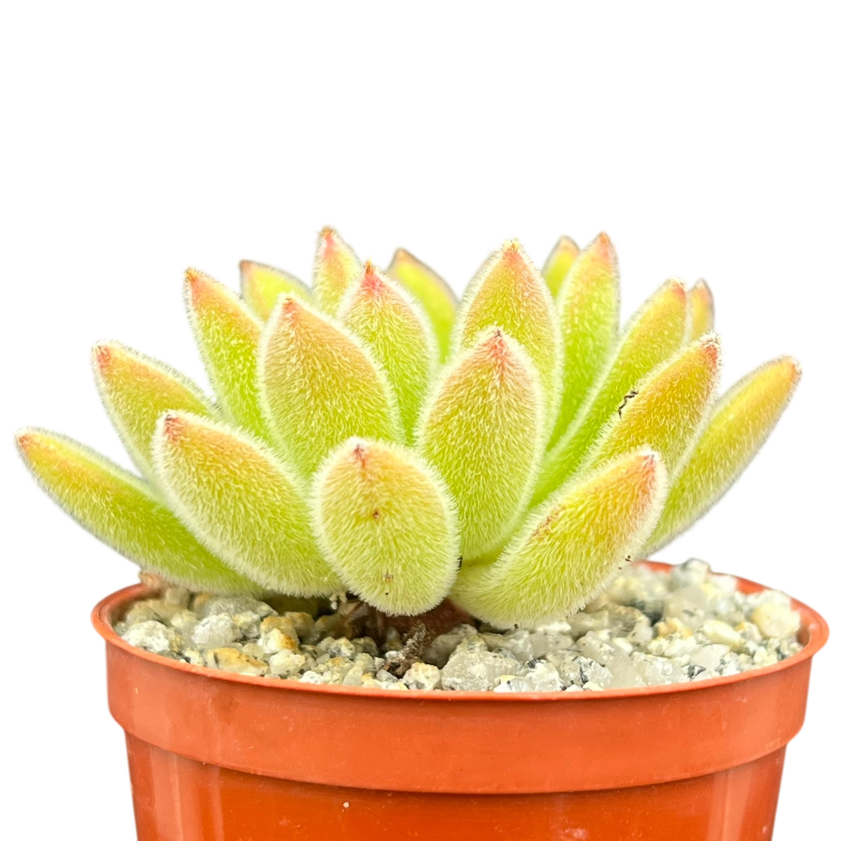 Echeveria 'Set-Oliver'