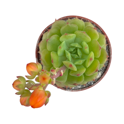 Echeveria derosa 'Worfield Wonder'