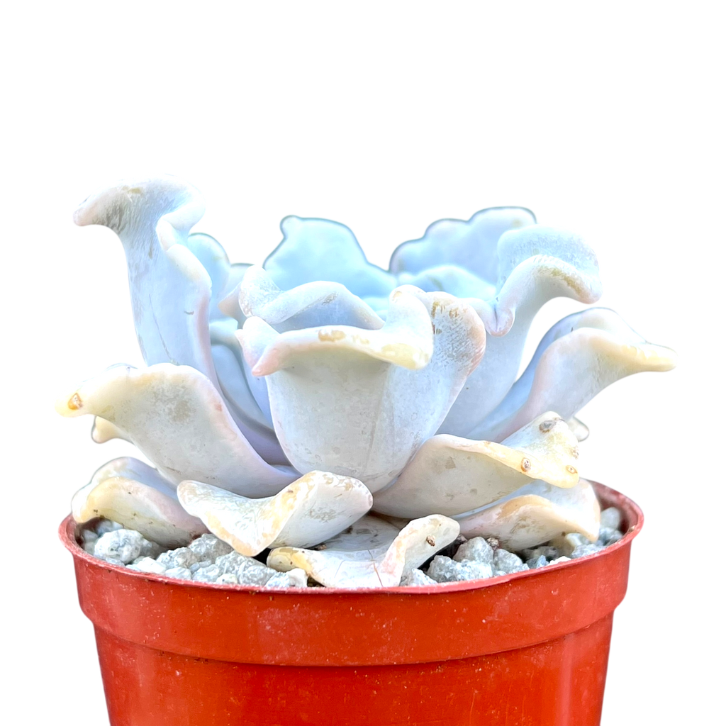 Echeveria 'Crispate Beauty'