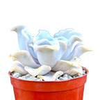 Echeveria 'Crispate Beauty'