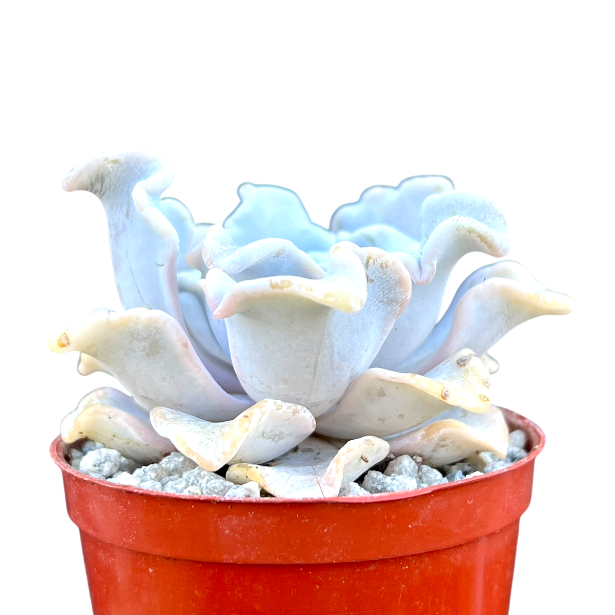 Echeveria 'Crispate Beauty'