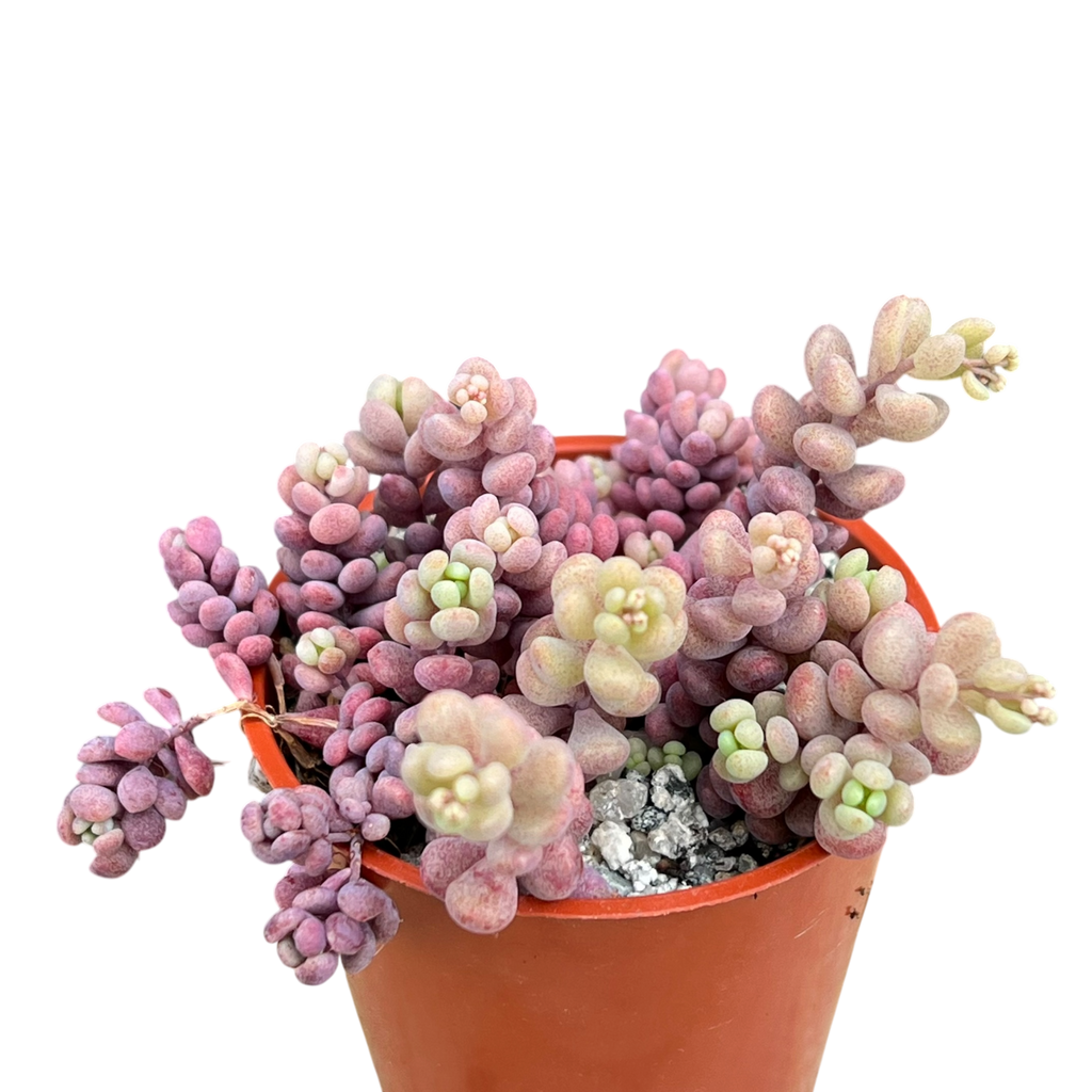Sedum dasyphyllum major