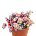 Sedum dasyphyllum major