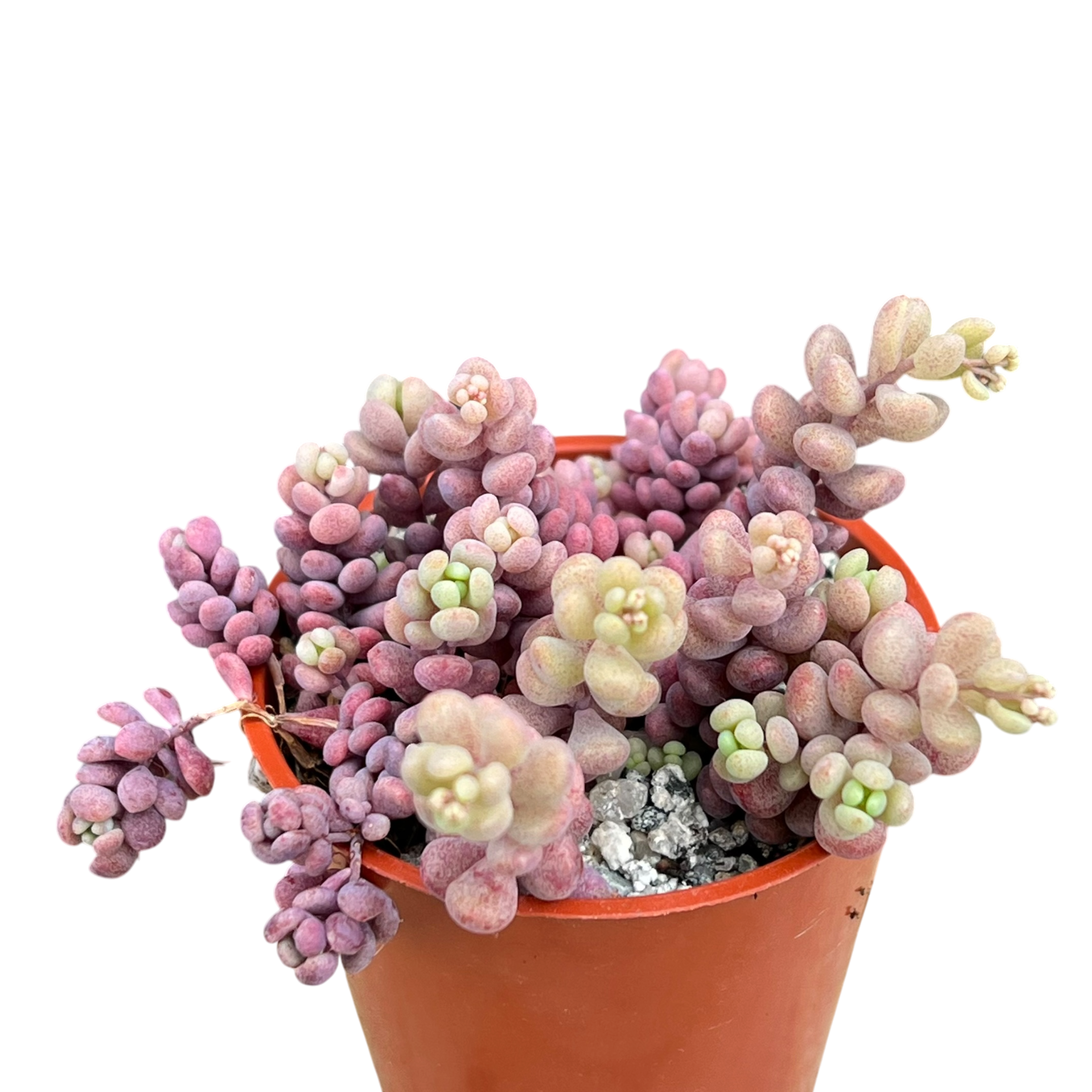 Sedum dasyphyllum major