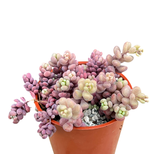 アエオニウム 'ピンクデイジー' – Surreal Succulents
