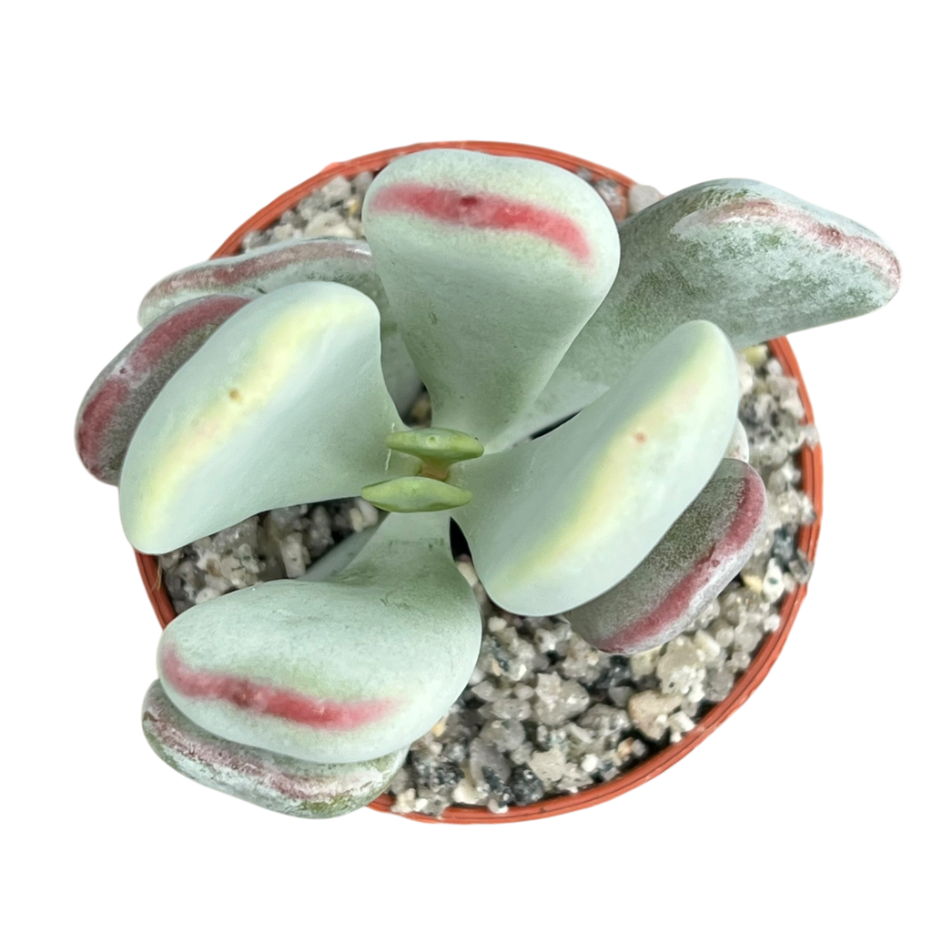 Cotyledon orbiculata | Dwarf Form