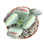 Cotyledon orbiculata | Dwarf Form