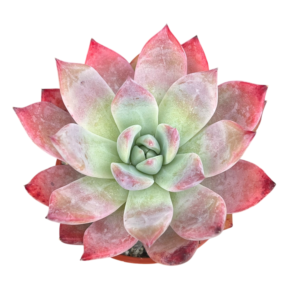 Echeveria 'Humming Bird'