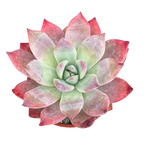 Echeveria 'Humming Bird'