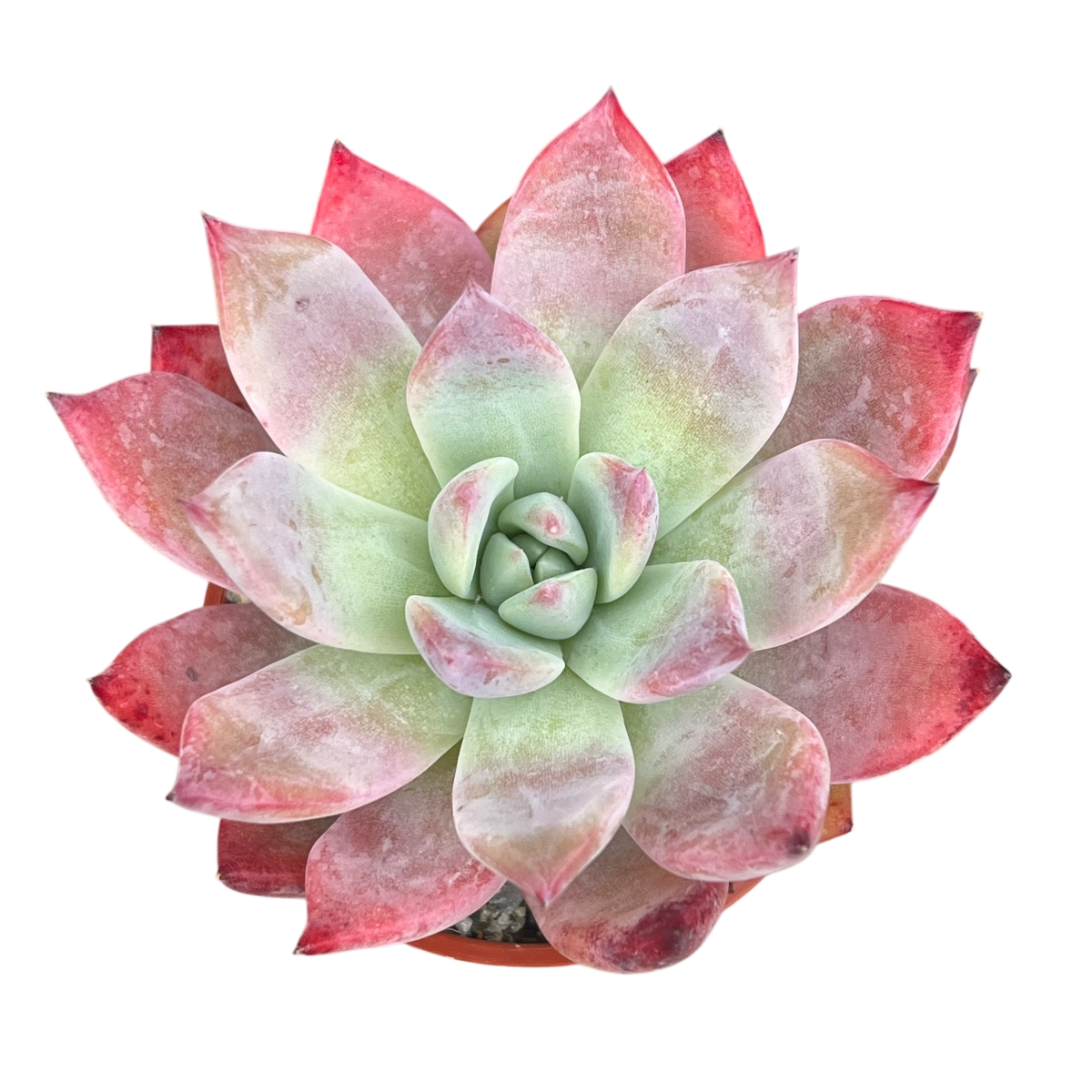 Echeveria 'Humming Bird'