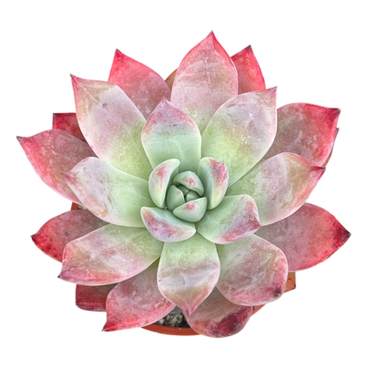 Echeveria 'Humming Bird'