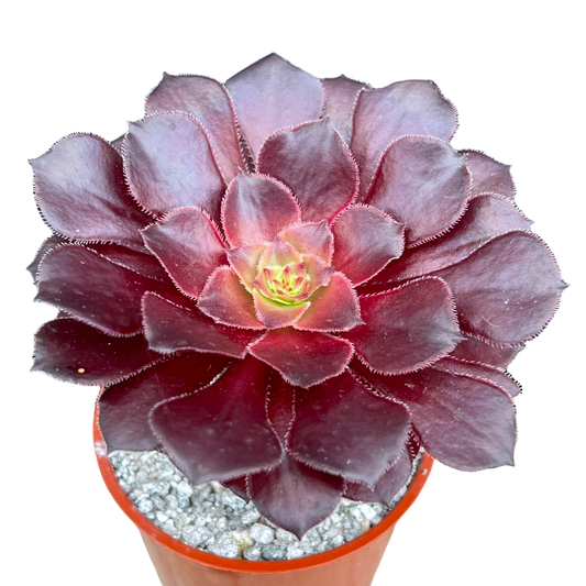 Aeonium 'Copper Kettle'